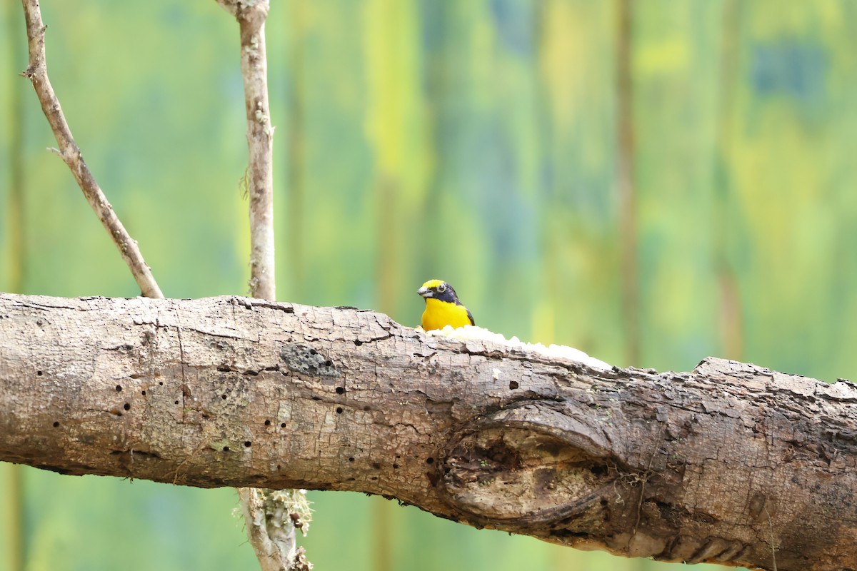 Thick-billed Euphonia (Black-tailed) - ML643426046