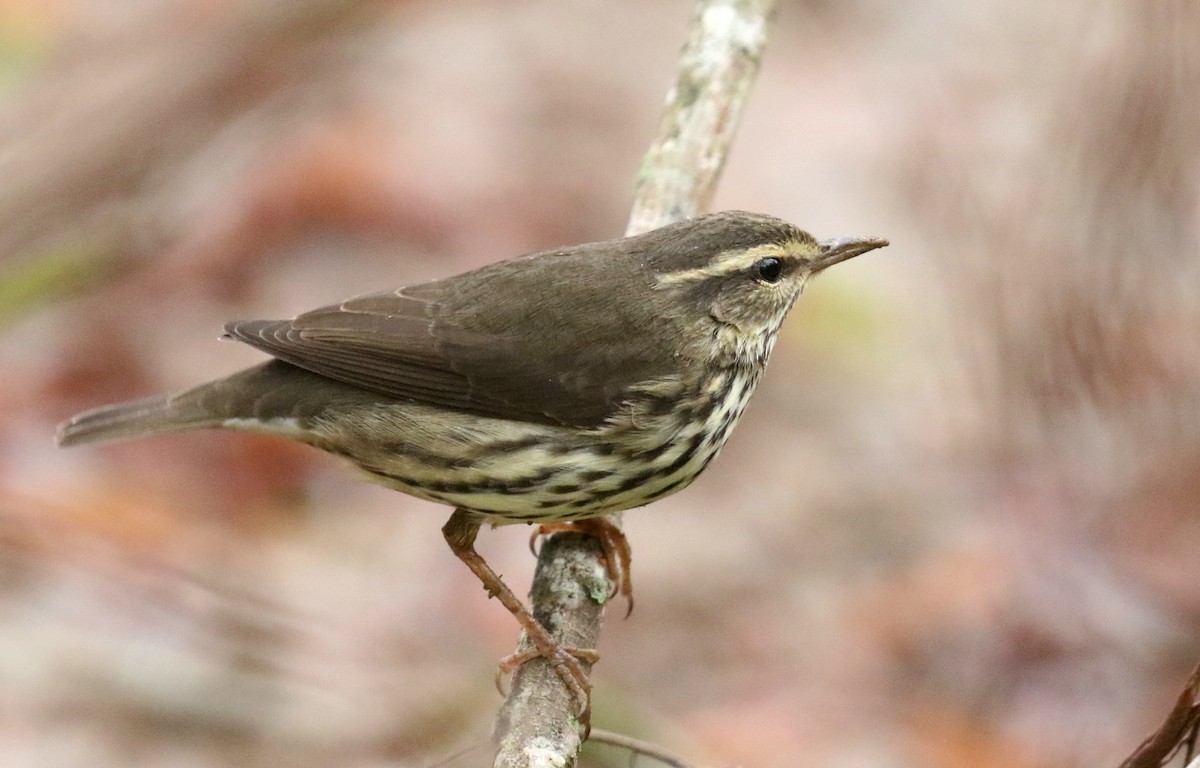 Northern Waterthrush - ML643426049