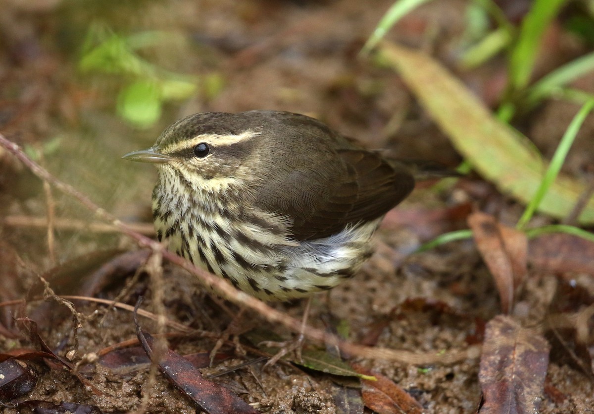 Northern Waterthrush - ML643426050