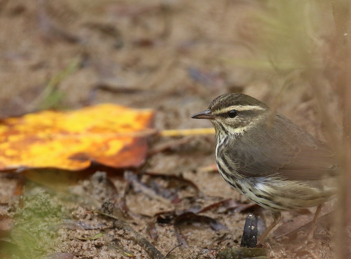 Northern Waterthrush - ML643426051