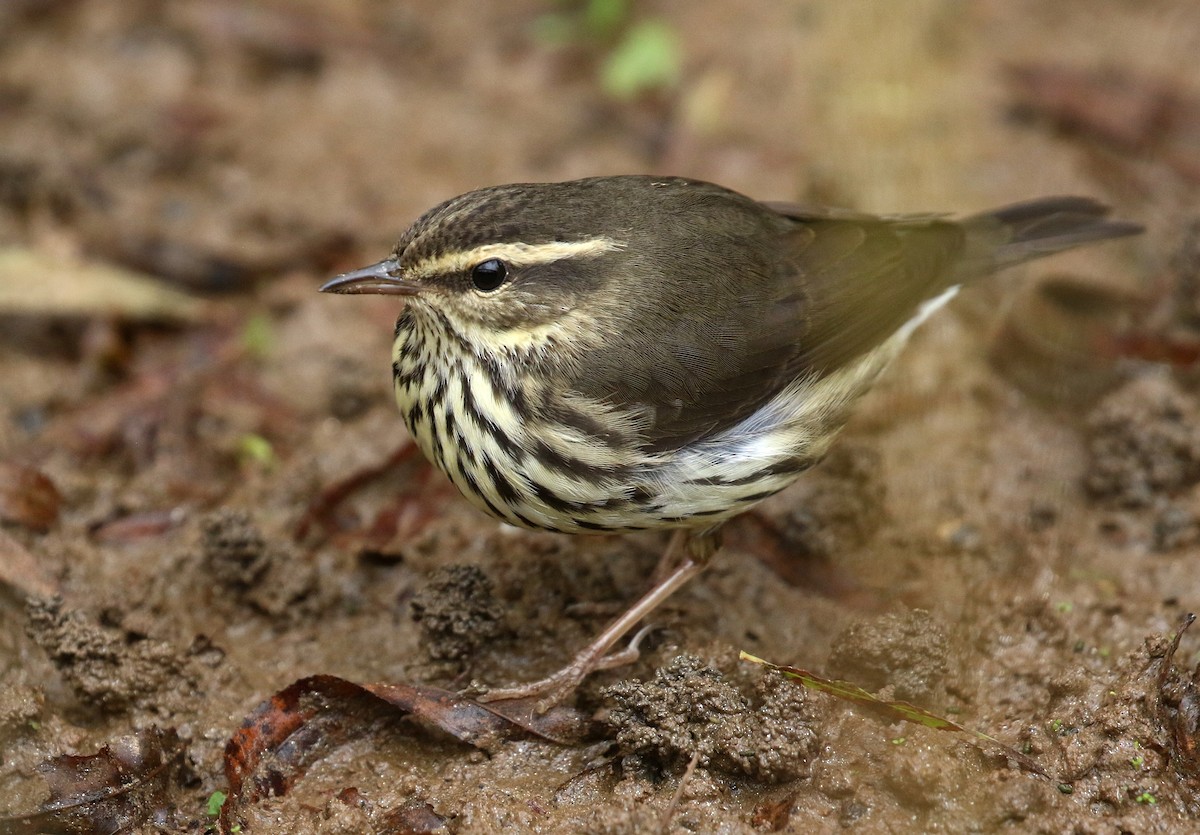 Northern Waterthrush - ML643426052