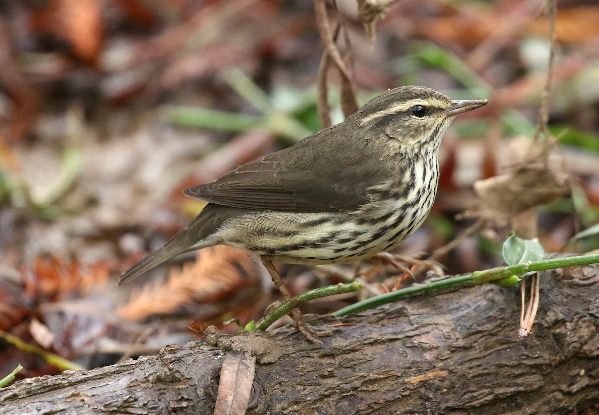 Northern Waterthrush - ML643426053