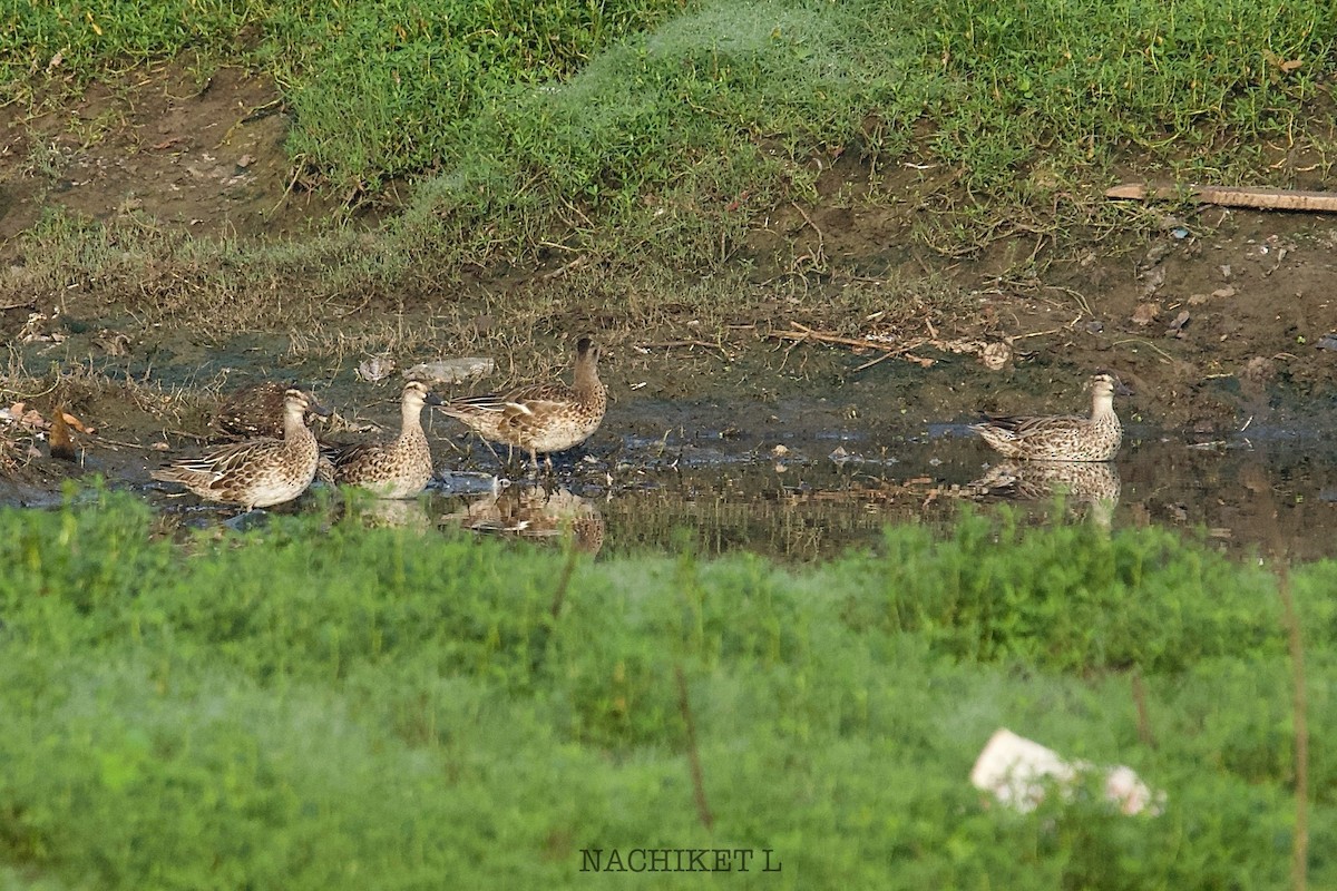 Garganey - ML643426068