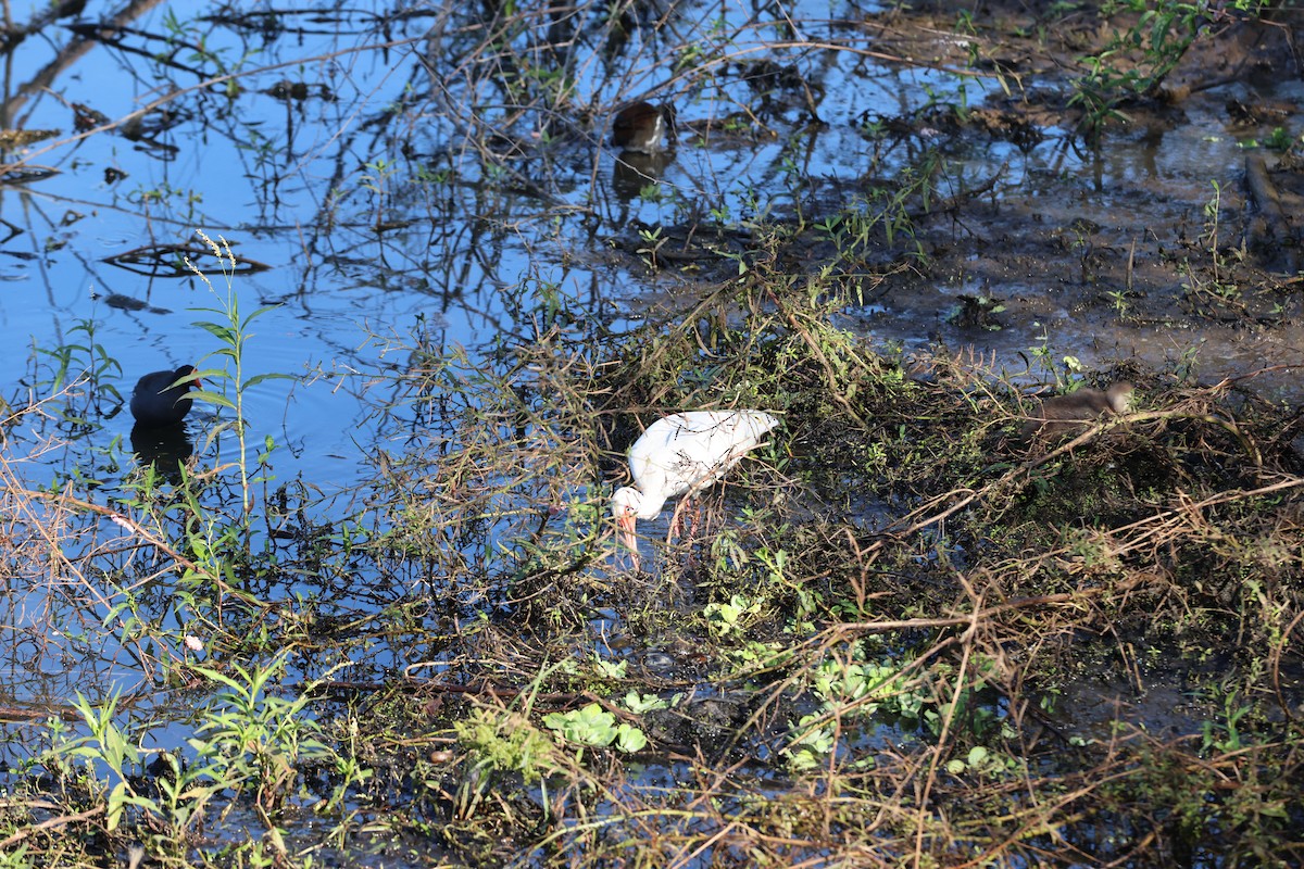 Ibis blanc - ML643426069