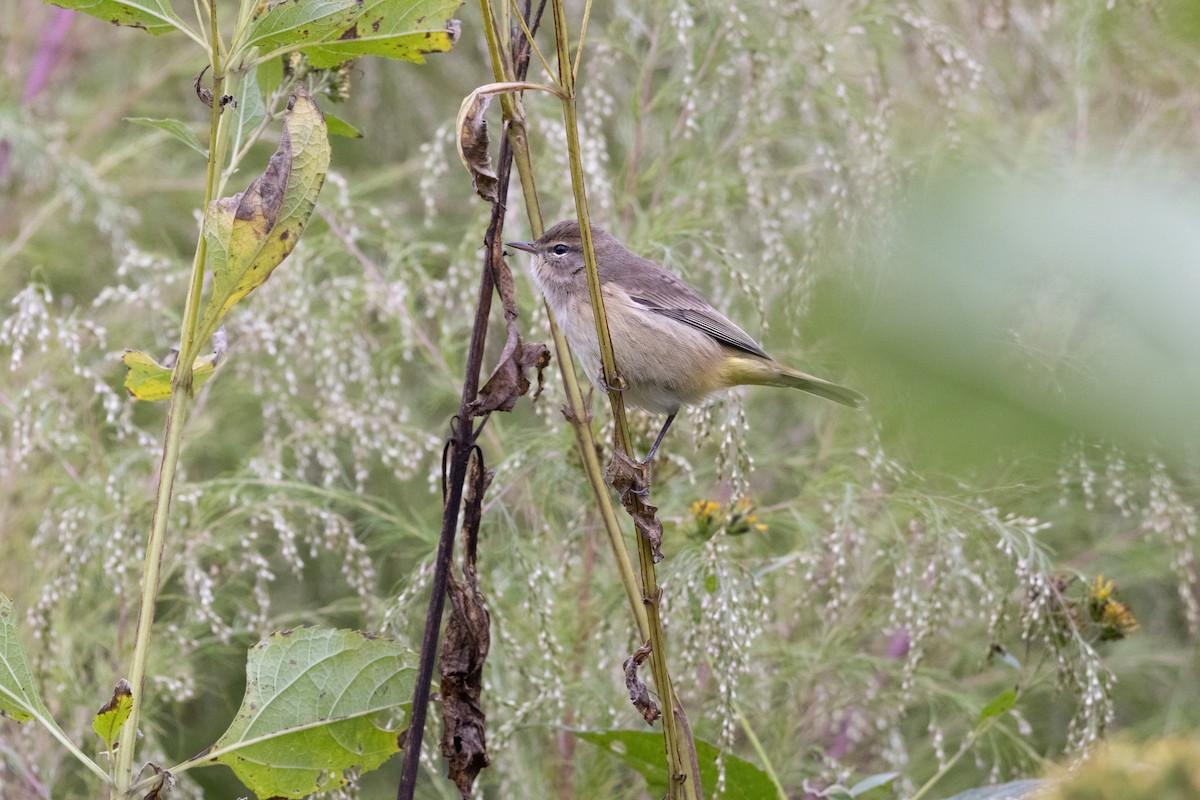 Palm Warbler - ML643426073