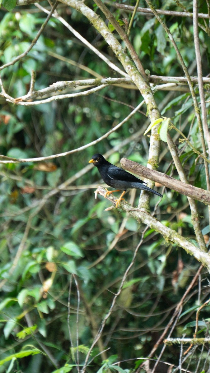 Yellow-legged Thrush - ML643426083
