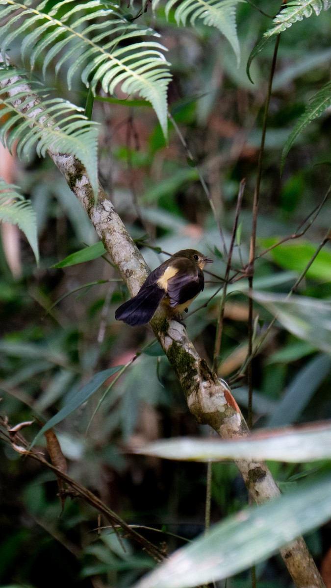Black-tailed Flycatcher - ML643426090