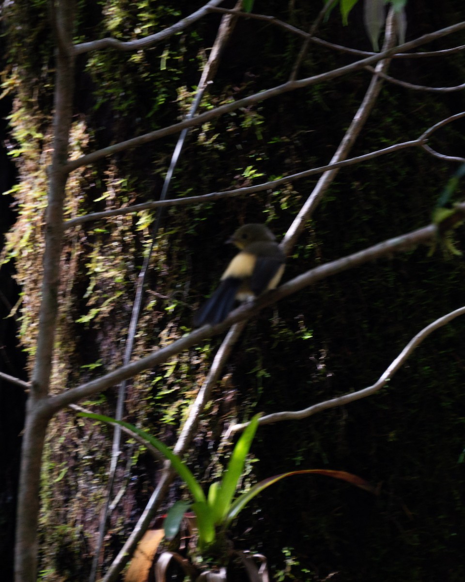 Black-tailed Flycatcher - ML643426091
