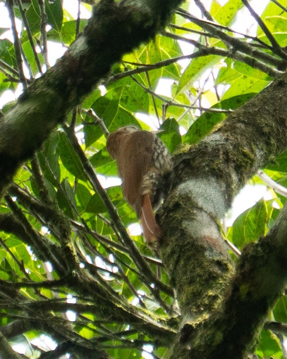 Scaled Woodcreeper - ML643426118