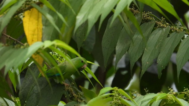 Green-rumped Parrotlet - ML643426121