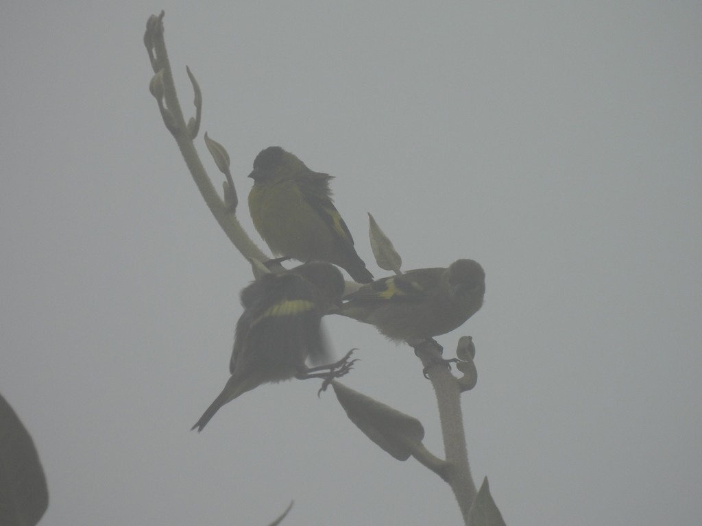 Andean Siskin - ML643426143