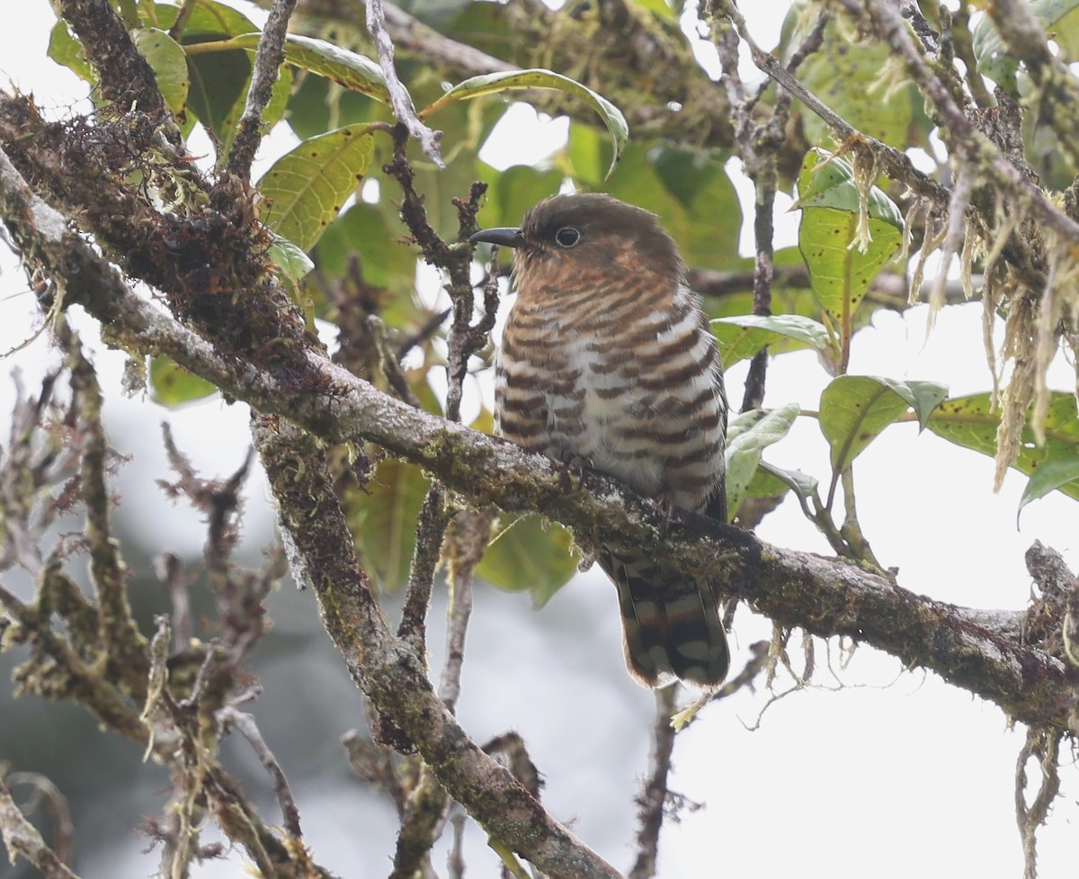 Rufous-throated Bronze-Cuckoo - ML643426184