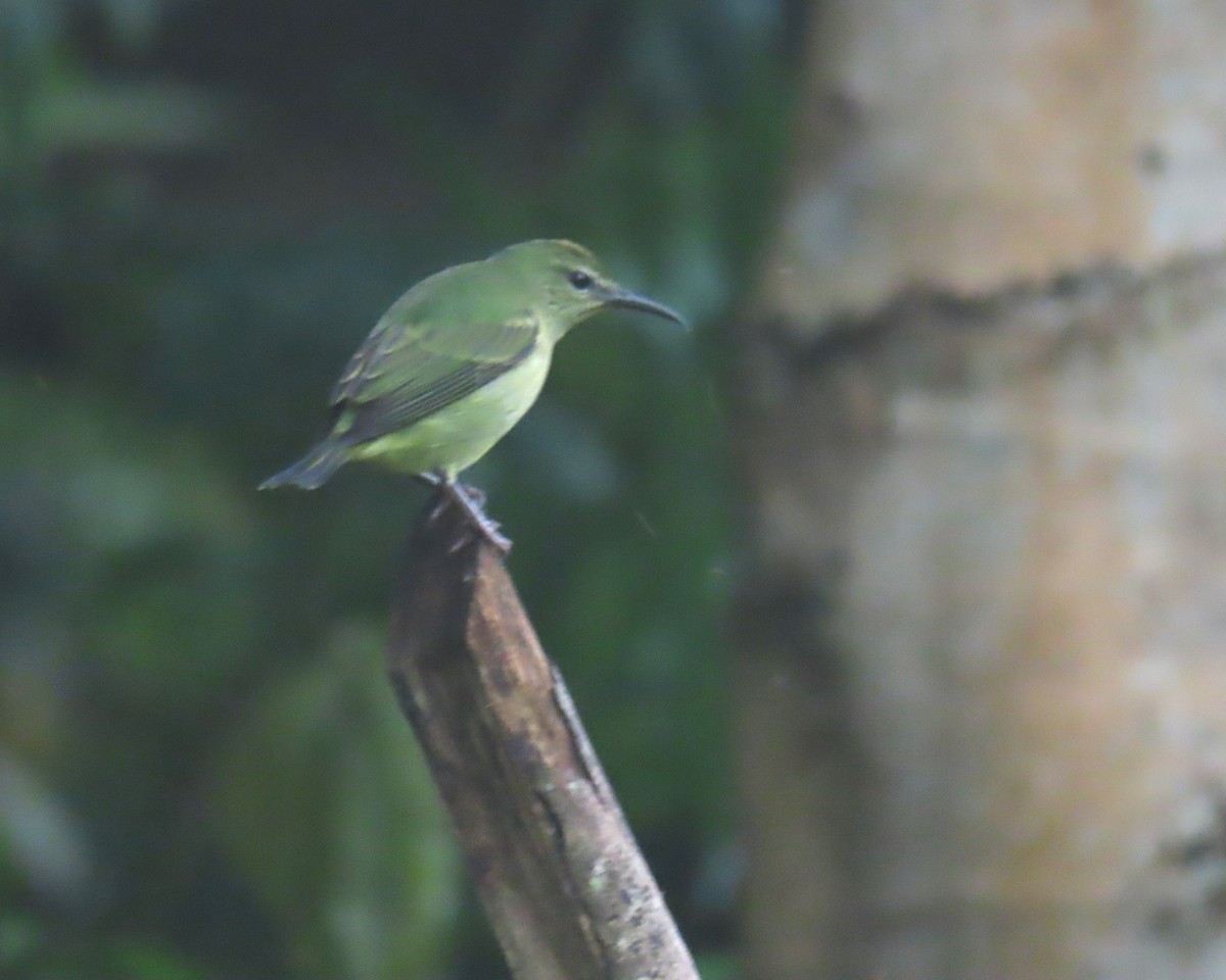 Red-legged Honeycreeper - ML643426215