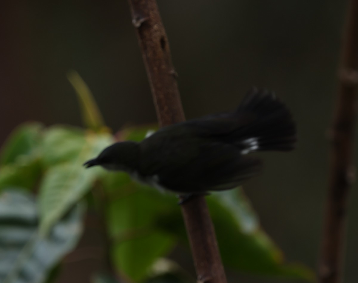 Thick-billed Berrypecker - ML643426229