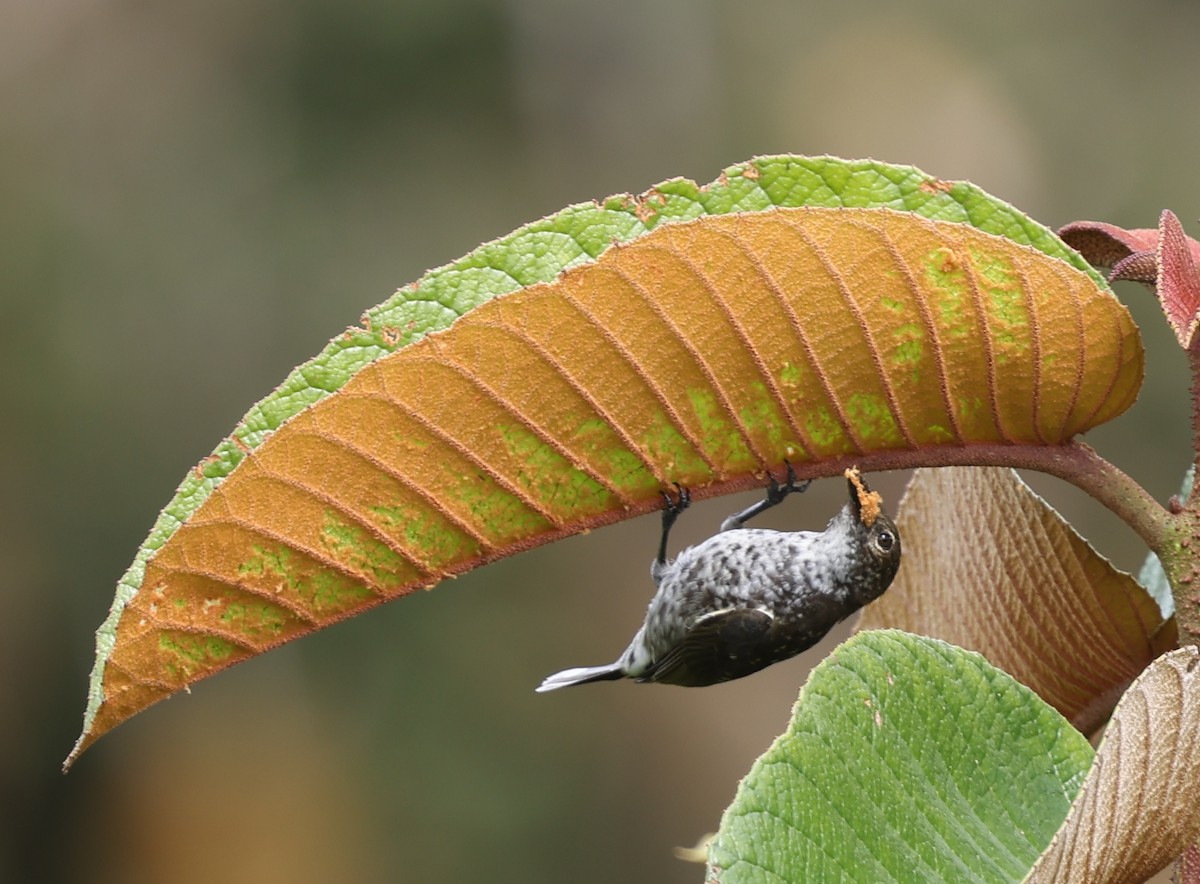 Thick-billed Berrypecker - ML643426230