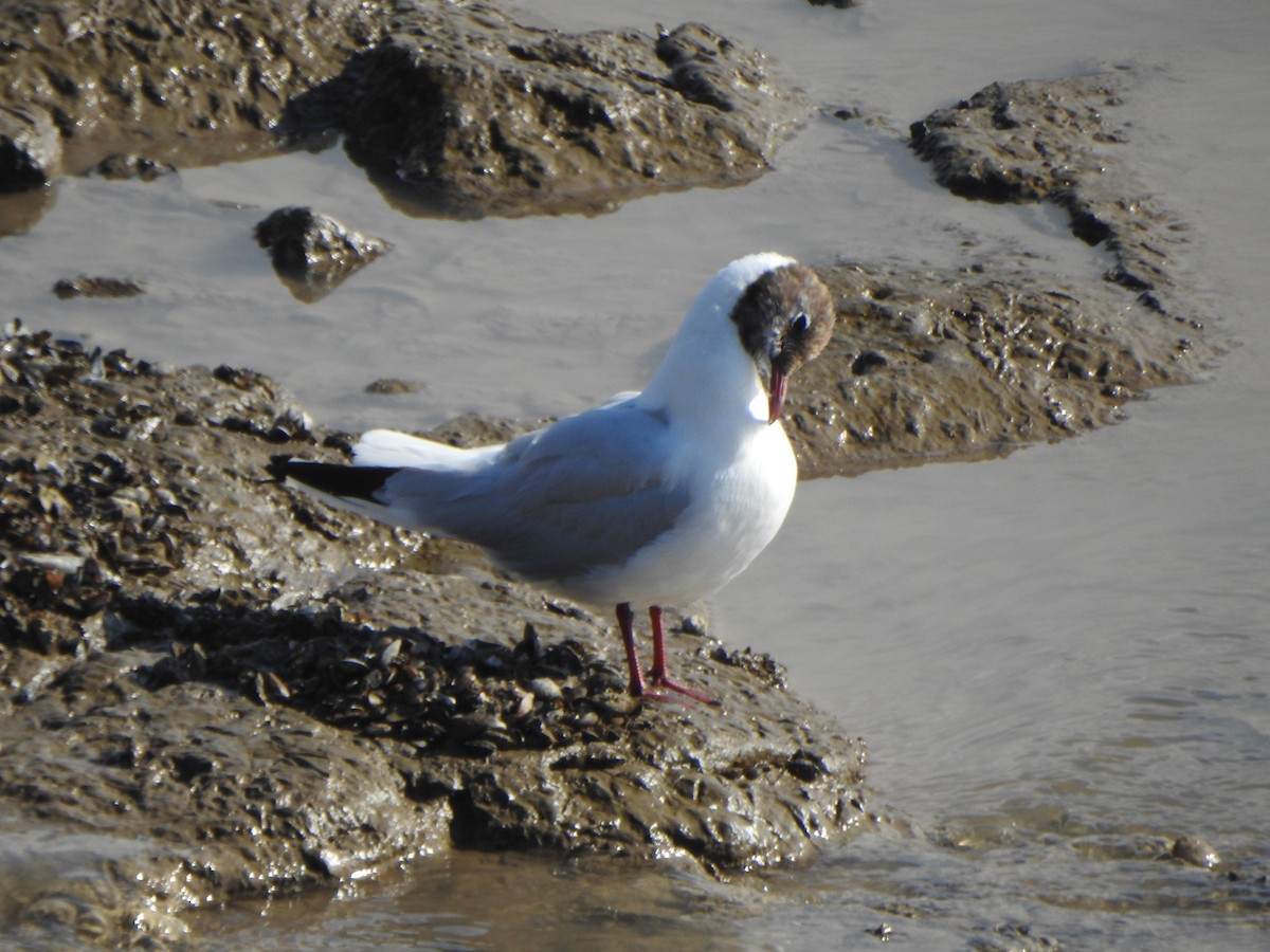 ユリカモメ - ML643426233