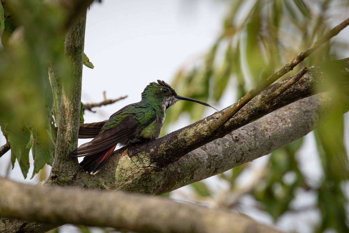 Black-throated Mango - ML643426256