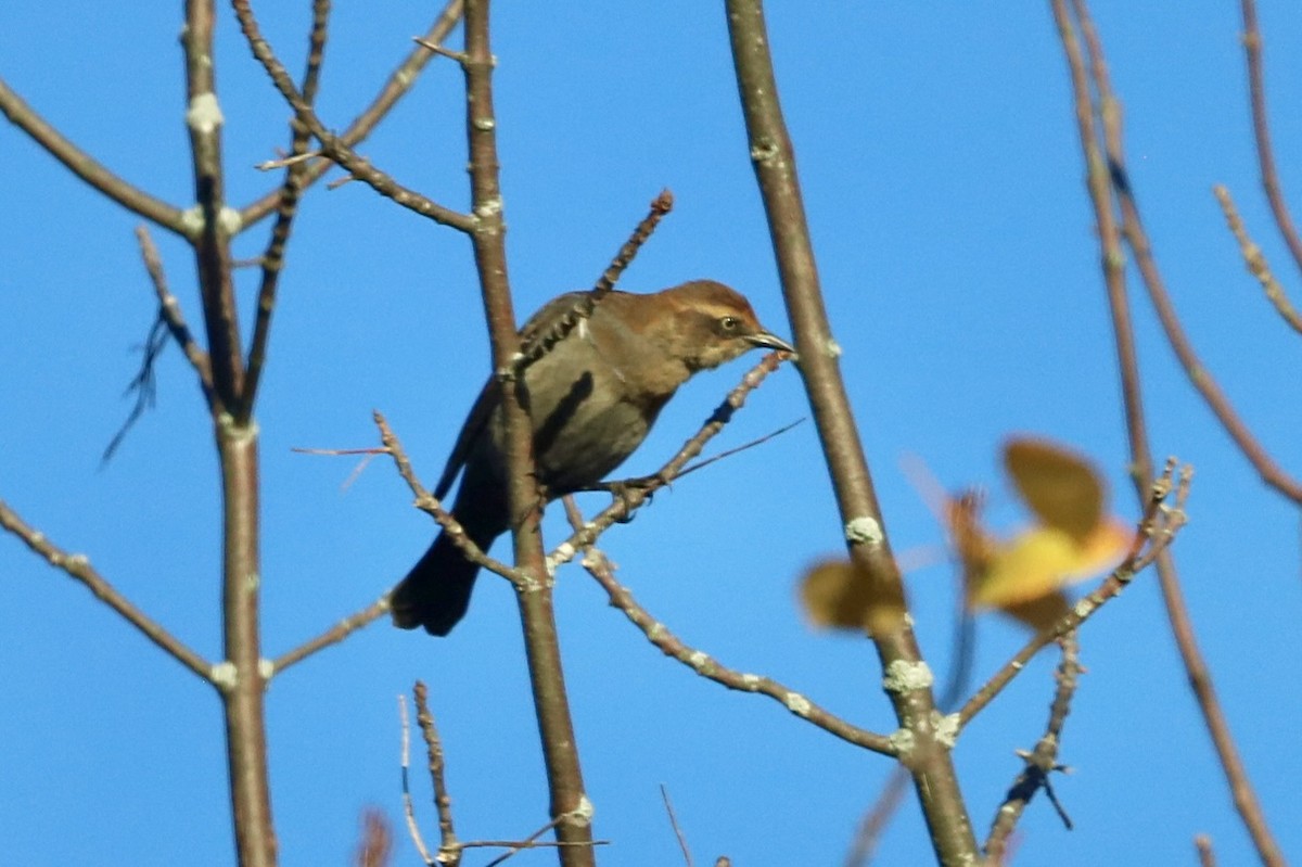 Quiscale rouilleux - ML643426270