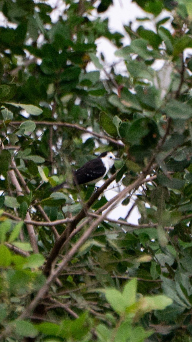 Moucherolle à dos noir - ML643426294