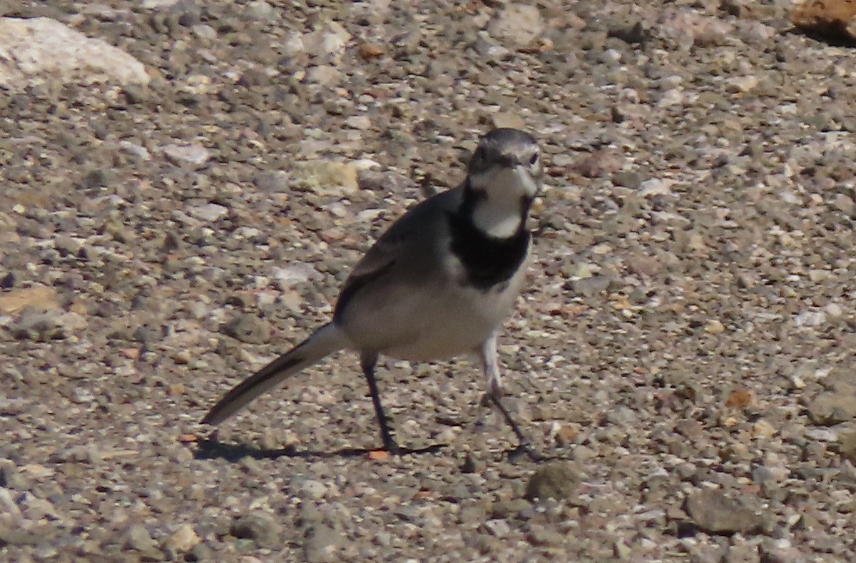 נחליאלי לבן - ML643426300