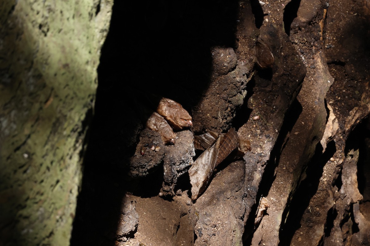 Oilbird - ML643426332