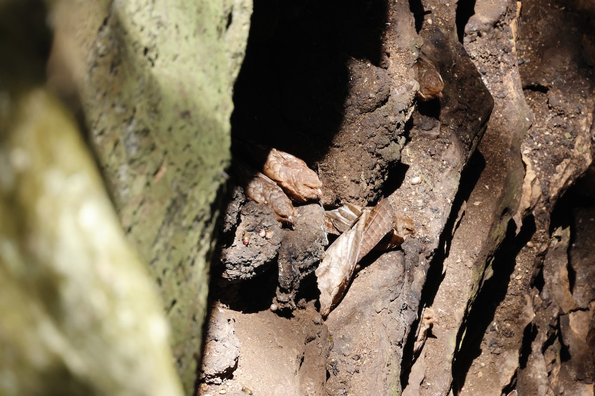 Oilbird - ML643426333