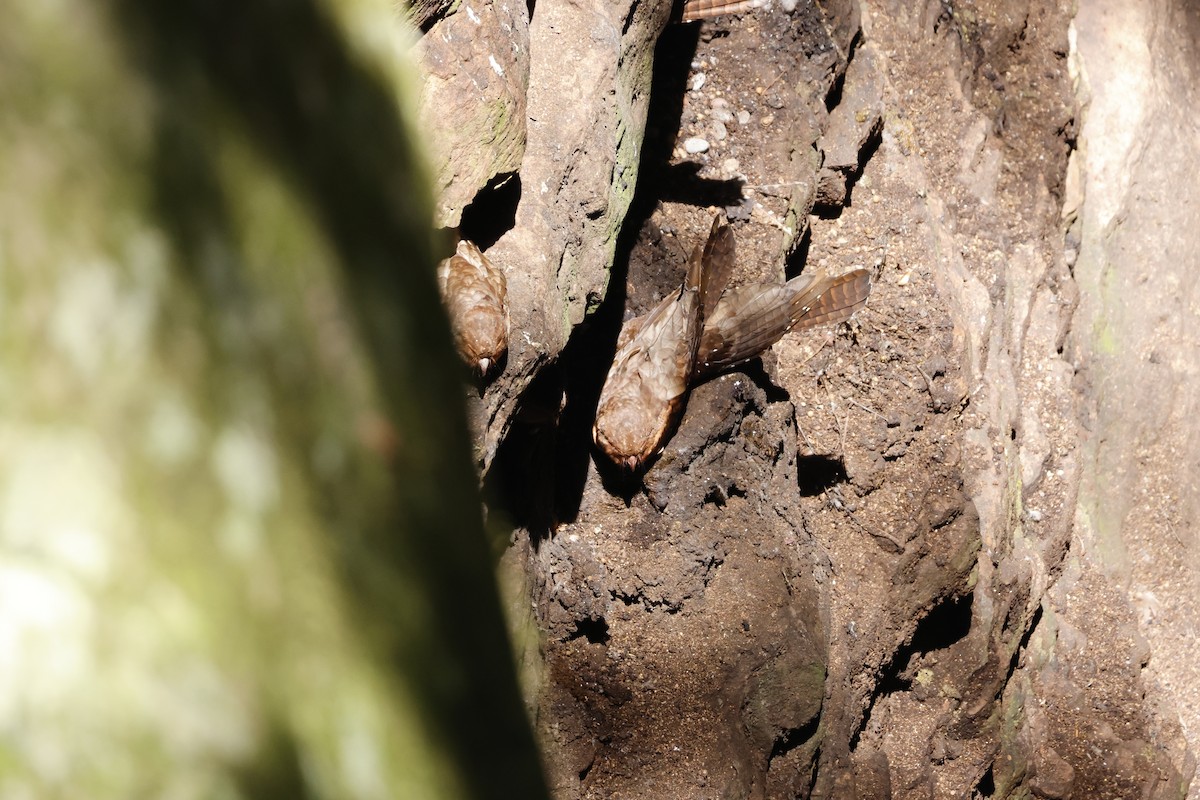 Oilbird - ML643426334