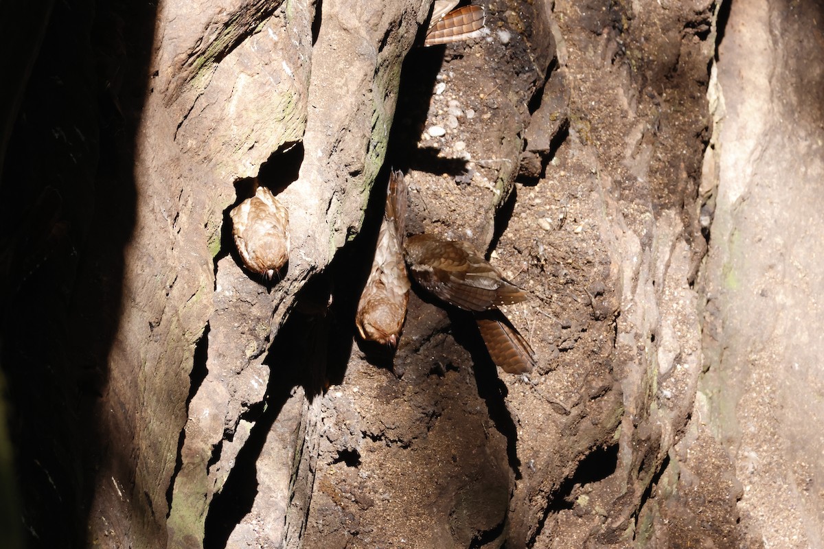 Oilbird - ML643426335