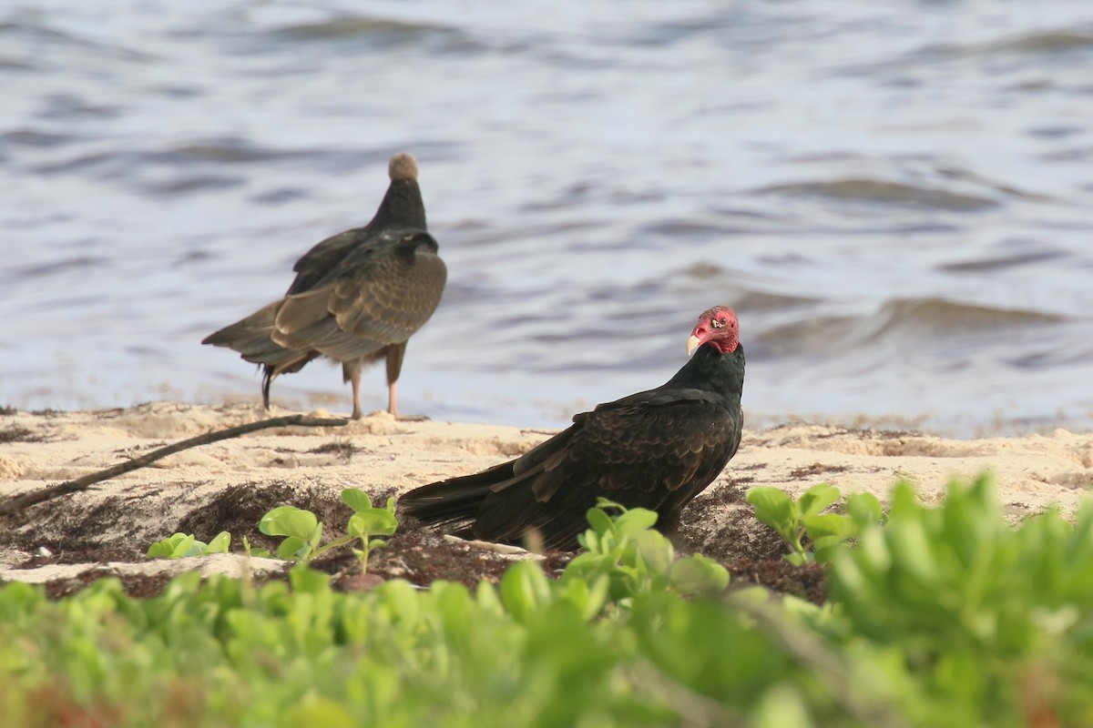 Turkey Vulture - ML643426341