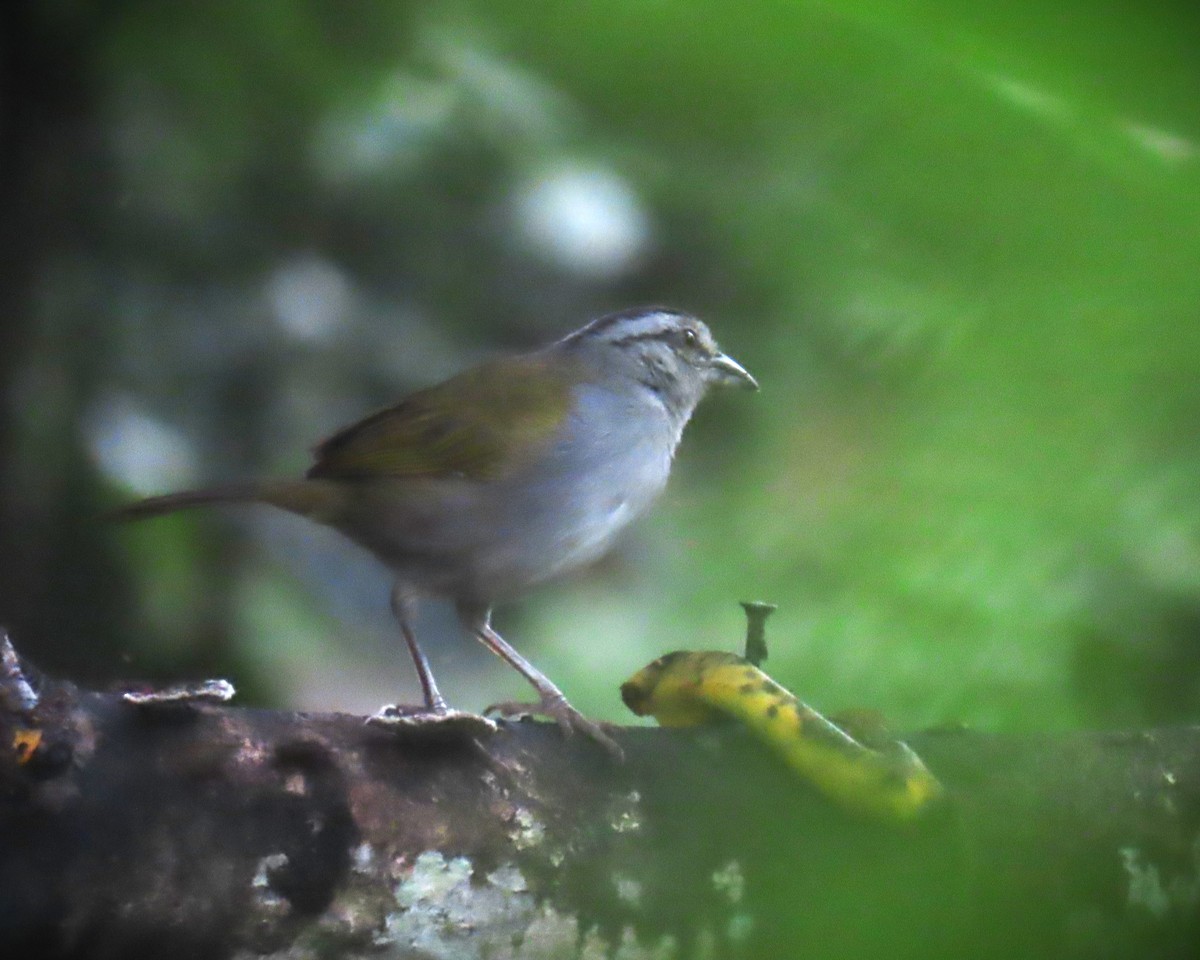 Black-striped Sparrow - ML643426344
