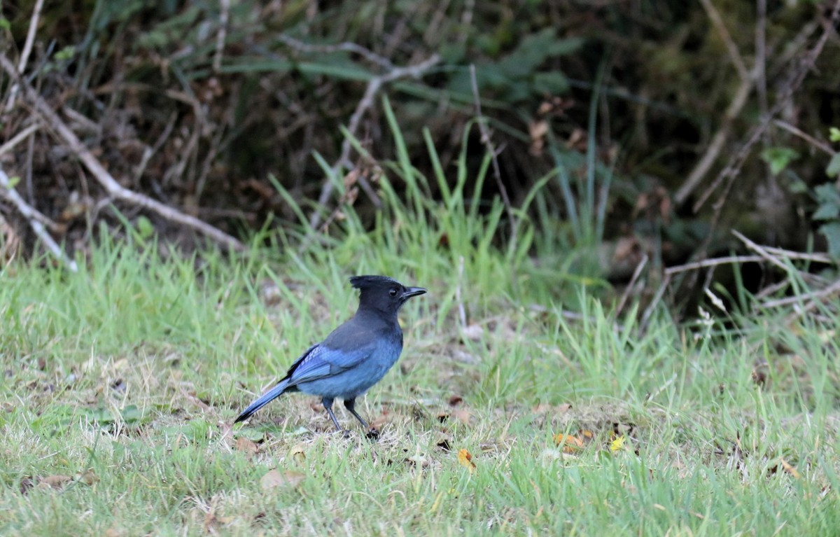 Сизойка чорноголова - ML643426354