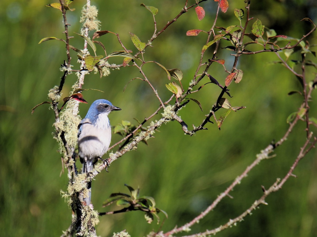 Сойка каліфорнійська - ML643426361