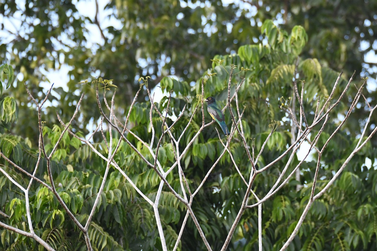 Gartered Trogon - ML643426364