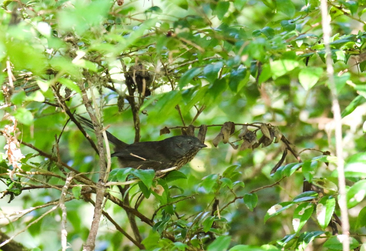 Хамея - ML643426365