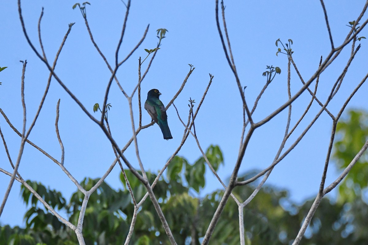 Gartered Trogon - ML643426367