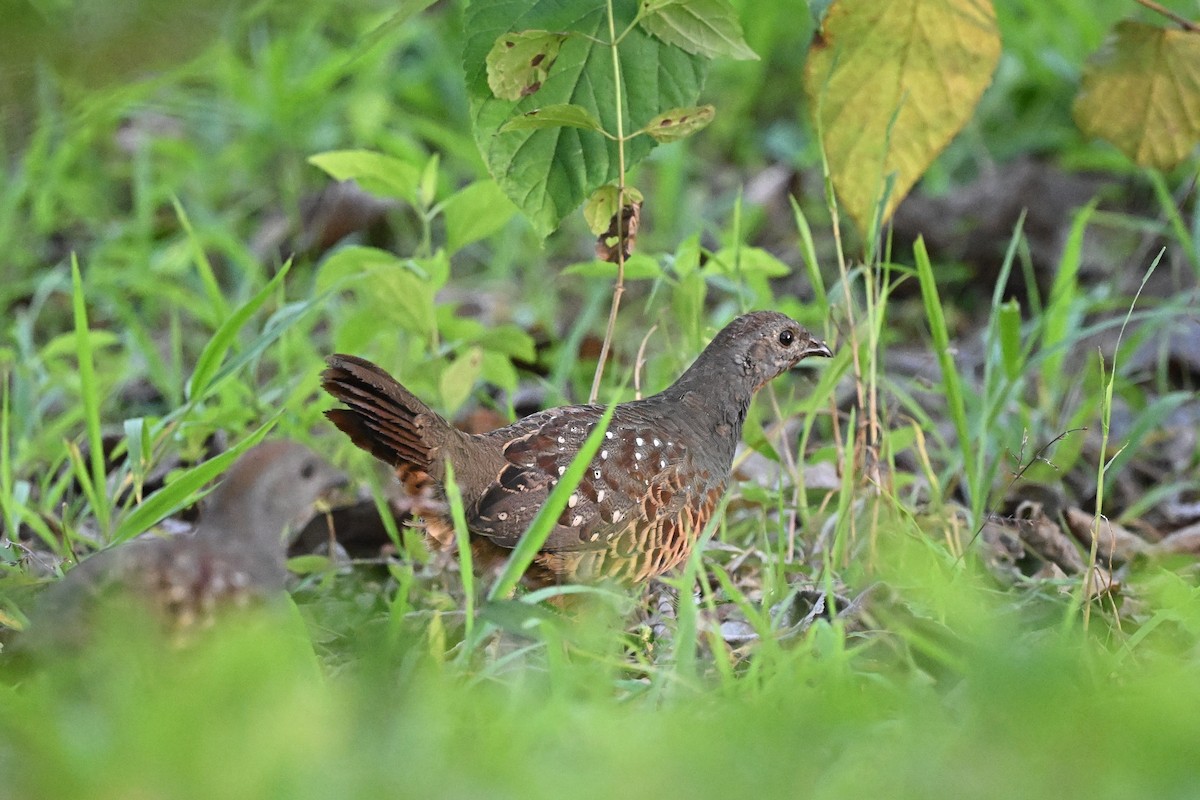 Taiwan Partridge - ML643426370