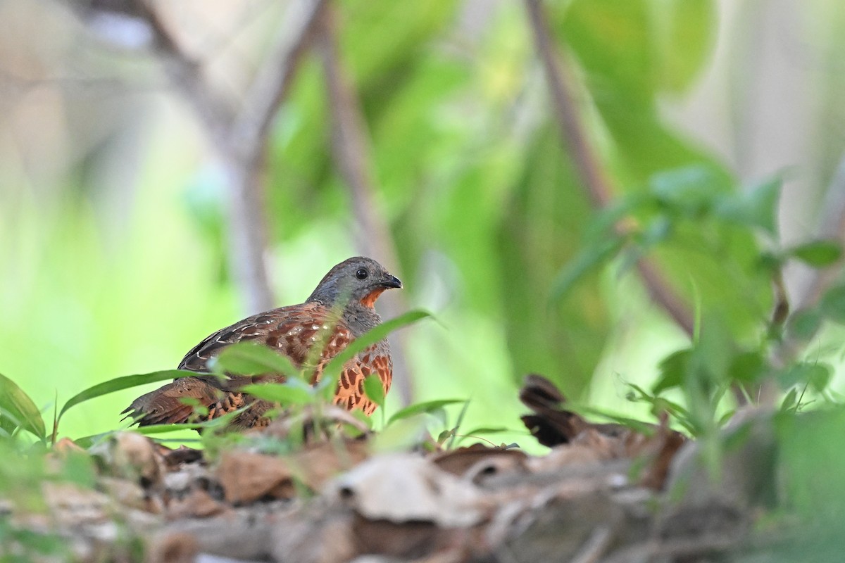 Taiwan Partridge - ML643426371