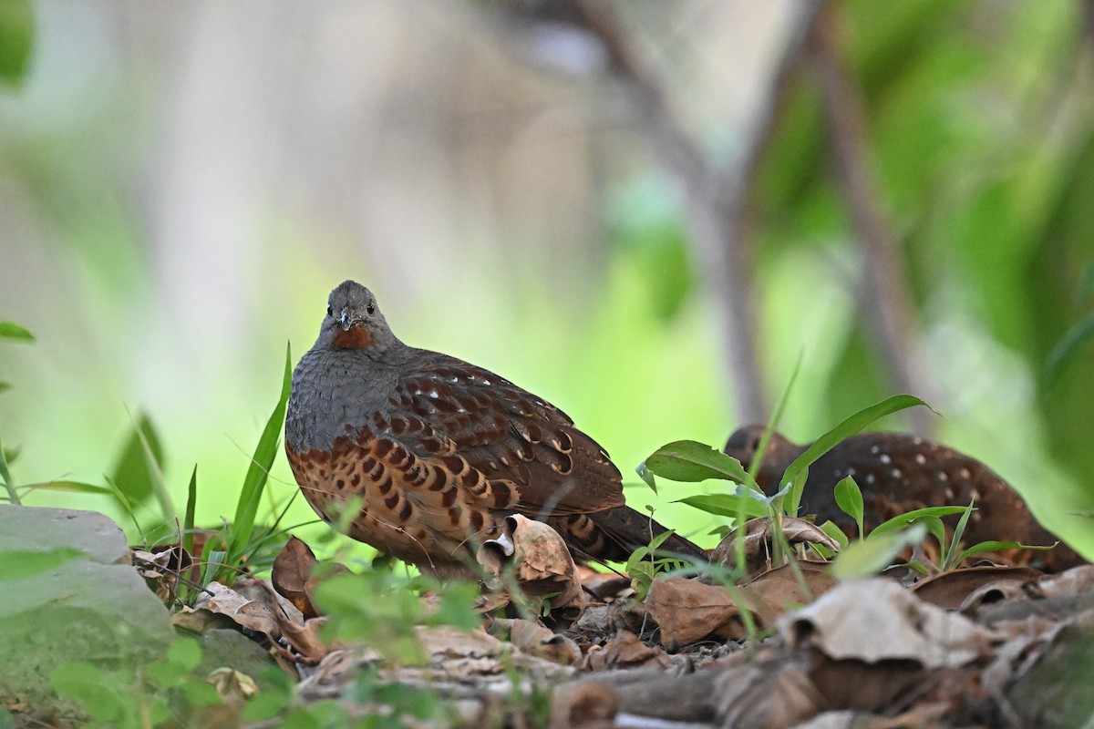 Taiwan Partridge - ML643426372