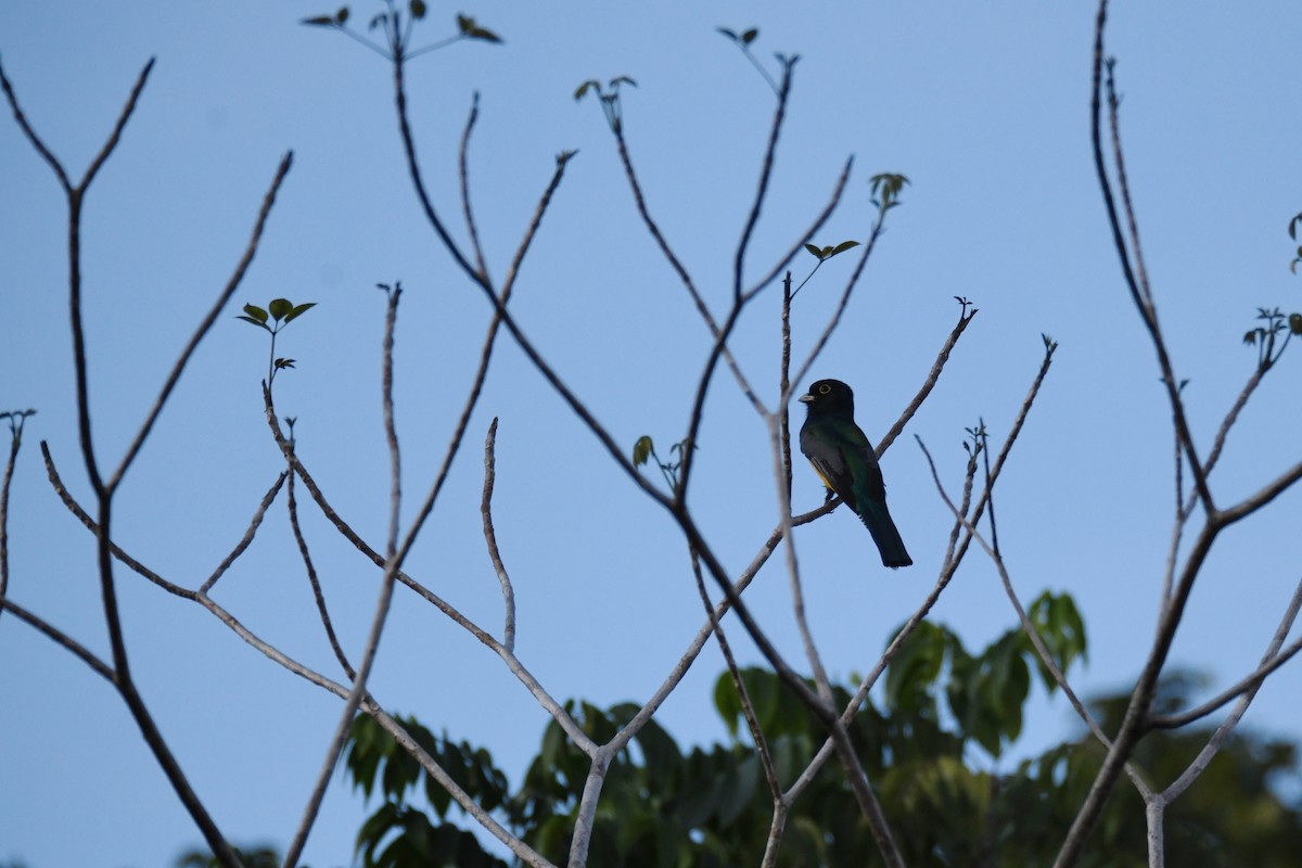 Gartered Trogon - ML643426373