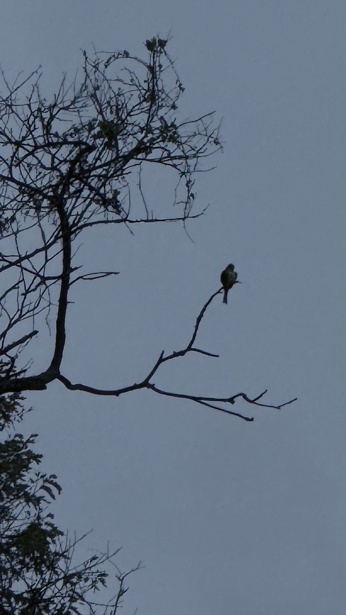 Smoke-colored Pewee - ML643426375