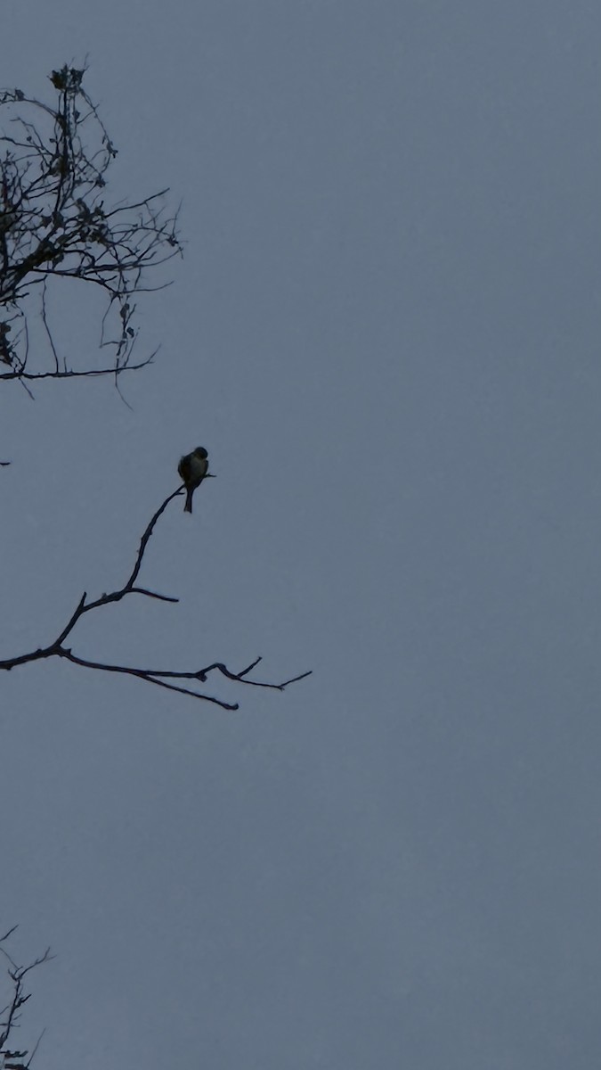 Smoke-colored Pewee - ML643426376