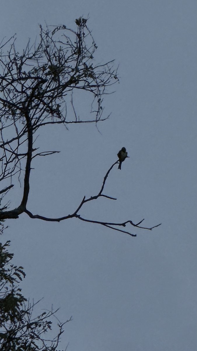 Smoke-colored Pewee - ML643426377