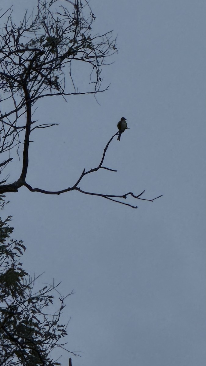Smoke-colored Pewee - ML643426378
