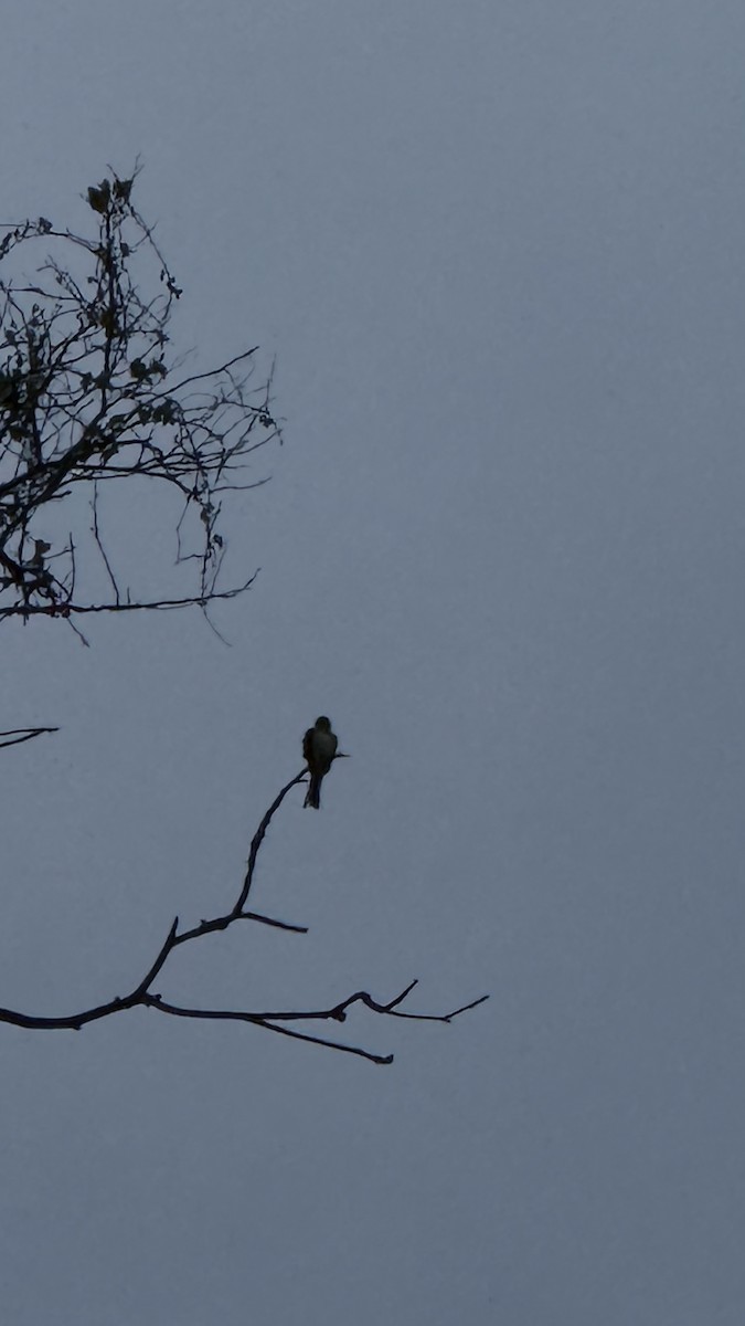 Smoke-colored Pewee - ML643426379