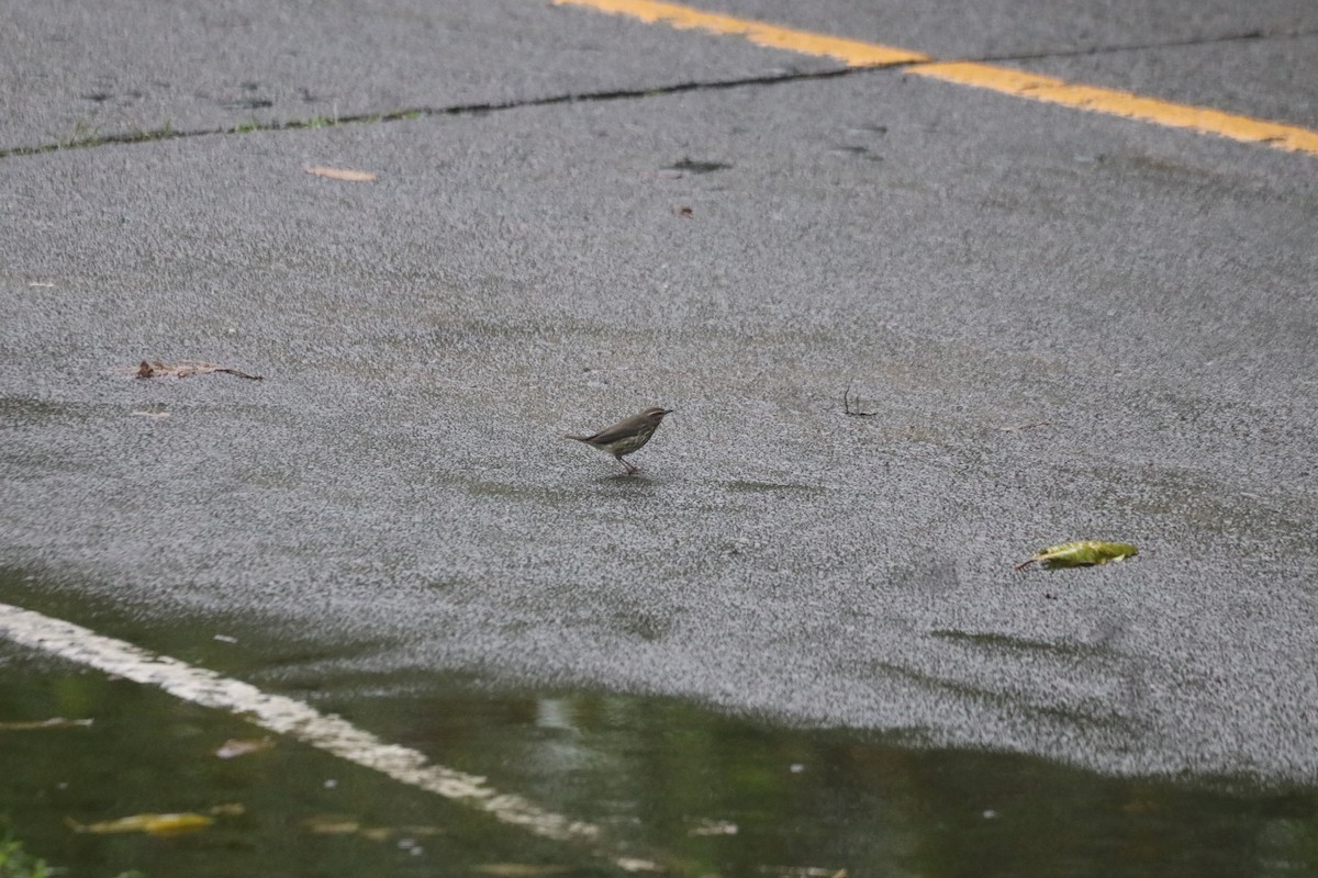 Northern Waterthrush - ML643426394