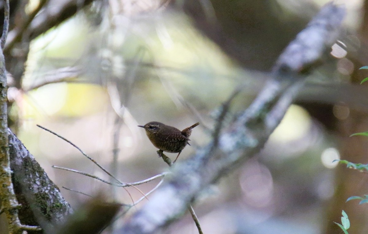 Волоочко кордильєрське - ML643426396