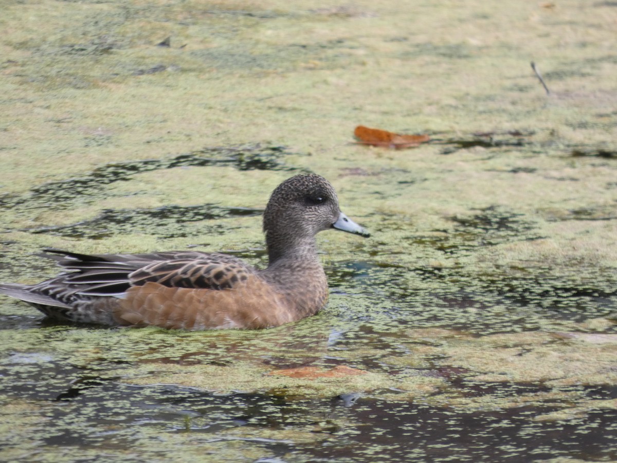 American Wigeon - ML643426399