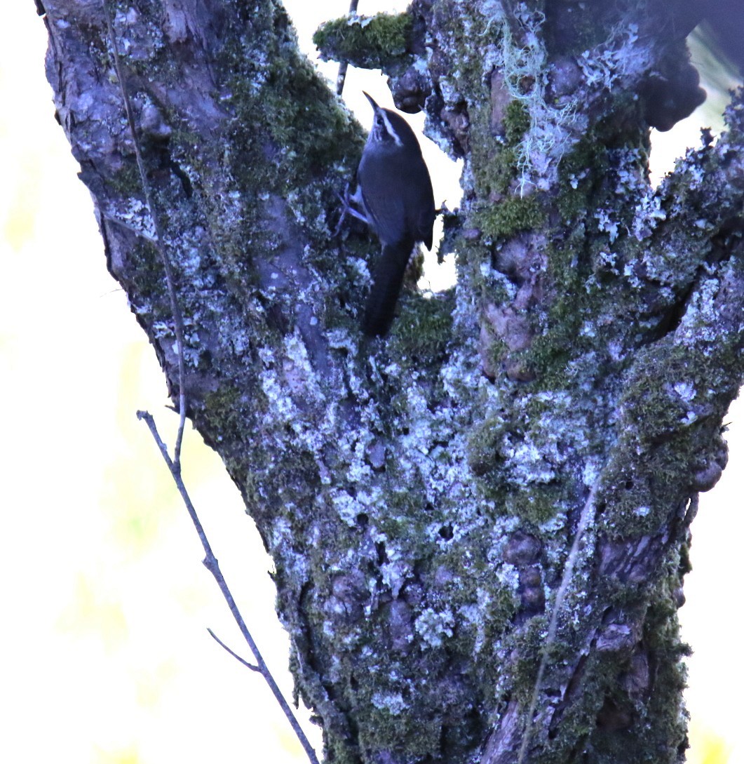 Підбуреник - ML643426400