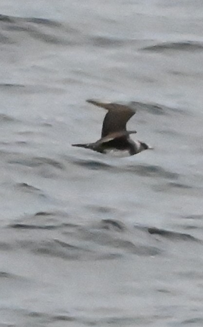 Pomarine Jaeger - ML643426405