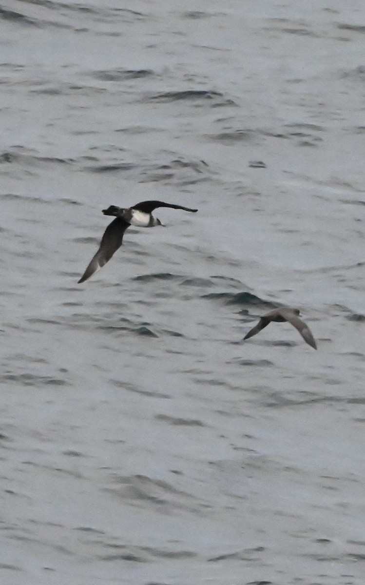 Pomarine Jaeger - ML643426406